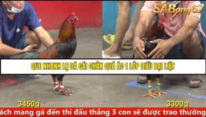Trận 13 Bồ Gà C5 Ngày 13/8/2025
