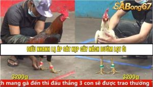 Trận 13 Bồ Gà C5 Ngày 15/8/2025