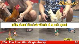 Trận 13 Bồ Gà C5 Ngày 7/8/2025