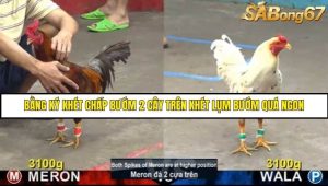 Trận 13 Bồ Gà C5 Ngày 9/8/2025