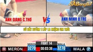 Trận 14 Bồ Gà C3 Ngày 6/8/2025