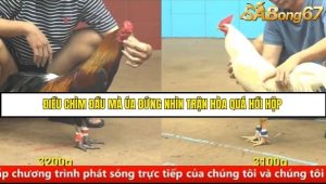 Trận 14 Bồ Gà C4 Ngày 23/8/2025