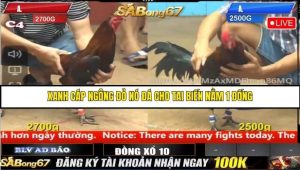 Trận 14 Bồ Gà CPC4 Ngày 14/8/2025