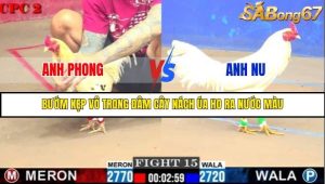 Trận 15 Bồ Gà C2 Ngày 6/8/2025