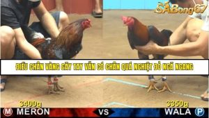 Trận 15 Bồ Gà C4 Ngày 15/8/2025