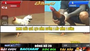 Trận 15 Bồ Gà C4 Ngày 16/8/2025