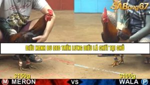 Trận 15 Bồ Gà C4 Ngày 2/8/2025