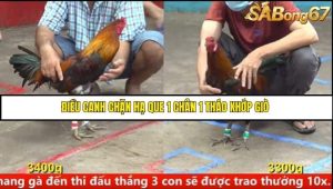 Trận 15 Bồ Gà C5 Ngày 12/8/2025