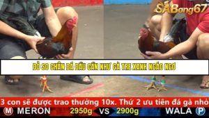 Trận 15 Bồ Gà C5 Ngày 24/8/2025