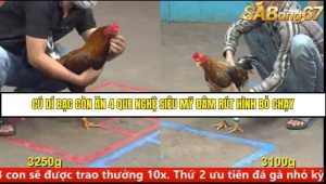 Trận 15 Bồ Gà C5 Ngày 9/8/2025