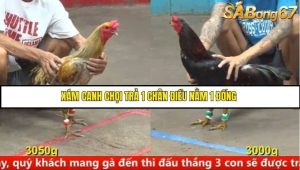 Trận 15 Bồ Gà CPC5 Ngày 14/8/2025