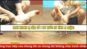 Trận 16 Bồ Gà C4 Ngày 16/8/2025