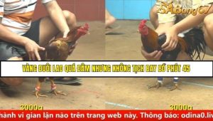 Trận 16 Bồ Gà C4 Ngày 24/8/2025