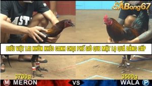 Trận 16 Bồ Gà C4 Ngày 8/8/2025