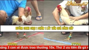 Trận 16 Bồ Gà C5 Ngày 10/8/2025
