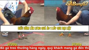 Trận 16 Bồ Gà C5 Ngày 15/8/2025