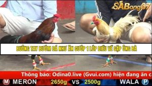 Trận 16 Bồ Gà C5 Ngày 16/8/2025