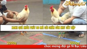 Trận 16 Bồ Gà C5 Ngày 9/8/2025