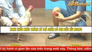 Trận 17 Bồ Gà C4 Ngày 23/8/2025