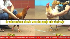 Trận 17 Bồ Gà C4 Ngày 7/8/2025