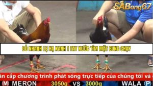 Trận 17 Bồ Gà C5 Ngày 16/8/2025