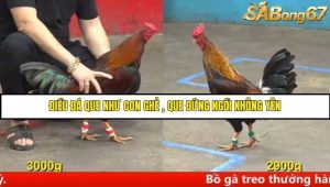 Trận 17 Bồ Gà C5 Ngày 9/8/2025