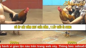 Trận 18 Bồ Gà C4 Ngày 18/8/2025