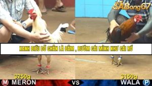 Trận 18 Bồ Gà C4 Ngày 2/8/2025