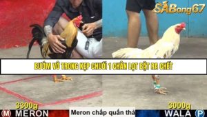 Trận 18 Bồ Gà C5 Ngày 12/8/2025