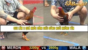 Trận 18 Bồ Gà C5 Ngày 18/8/2025