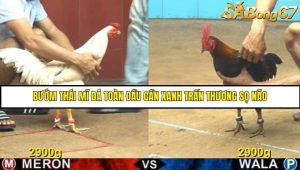 Trận 18 Bồ Gà CPC4 Ngày 13/8/2025