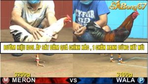 Trận 19 Bồ Gà C4 Ngày 2/8/2025