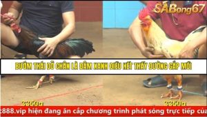 Trận 19 Bồ Gà C4 Ngày 25/8/2025