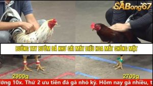 Trận 19 Bồ Gà C5 Ngày 10/8/2025