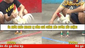 Trận 19 Bồ Gà C5 Ngày 12/8/2025