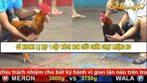 Trận 19 Bồ Gà C5 Ngày 17/8/2025
