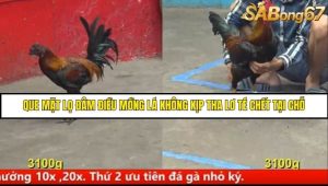 Trận 19 Bồ Gà C5 Ngày 7/8/2025