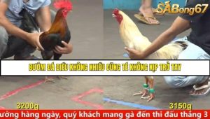 Trận 19 Bồ Gà C5 Ngày 8/8/2025