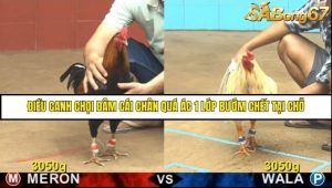 Trận 2 Bồ Gà CPC4 Ngày 15/8/2025