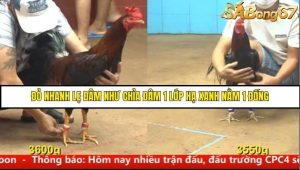 Trận 20 Bồ Gà C4 Ngày 17/8/2025