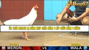 Trận 20 Bồ Gà C4 Ngày 2/8/2025