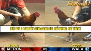 Trận 20 Bồ Gà C4 Ngày 7/8/2025
