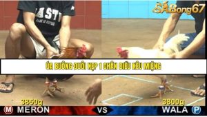 Trận 20 Bồ Gà C4 Ngày 8/8/2025