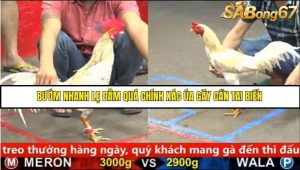 Trận 20 Bồ Gà C5 Ngày 21/8/2025