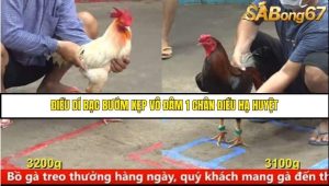 Trận 20 Bồ Gà C5 Ngày 9/8/2025