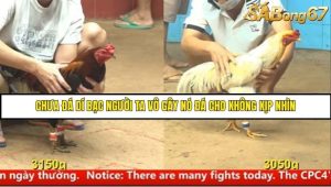 Trận 20 Bồ Gà CPC4 Ngày 14/8/2025