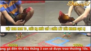 Trận 20 Bồ Gà CPC5 Ngày 14/8/2025