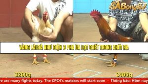 Trận 21 Bồ Gà C4 Ngày 7/8/2025