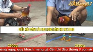 Trận 21 Bồ Gà C5 Ngày 12/8/2025