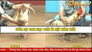 Trận 22 Bồ Gà C4 Ngày 7/8/2025